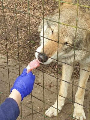 Lily feeding one of the wolves at Hertfordshire Zoo
