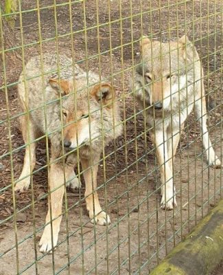 Two wolves, Romy and Inge, at Hertfordshire Zoo