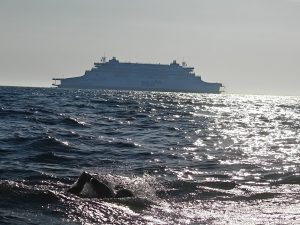 Photo of a boat and Sahishnu swimming the English Channel